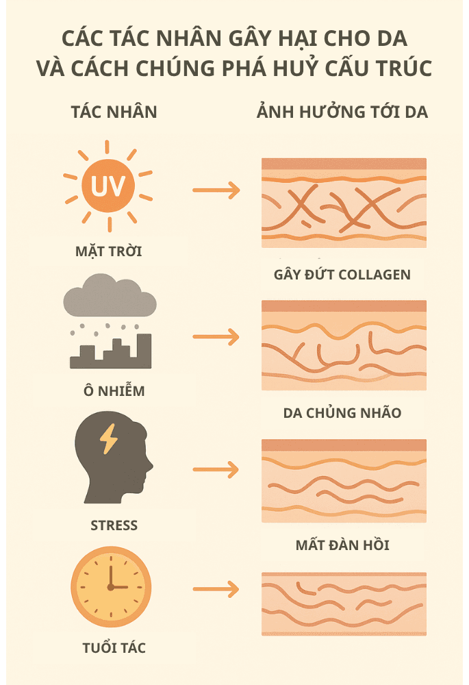 Ảnh minh hoạ: Ảnh Đồ họa nguyên nhân gây lão hóa và tổn thương da